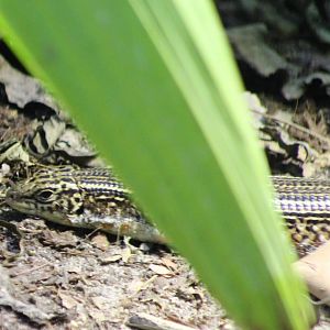 Ornate girdled lizard - Zonosaurus ornatus