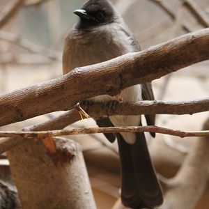 Upper Guinea bulbul - Pycnonotus barbatus inornatus