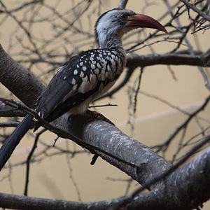 Red-billed hornbill