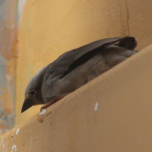 Grey-headed social-weaver