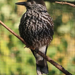 Slender-billed nutcracker