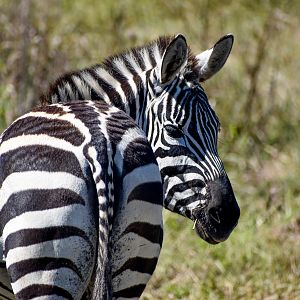 Plains Zebra