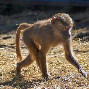 Hamadryas Baboon