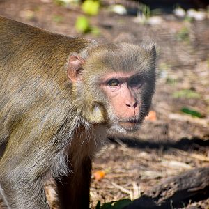 Rhesus Macaque