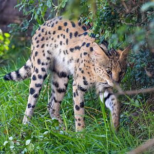 Serval
