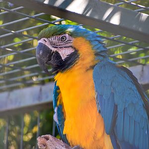 Blue and Gold Macaw