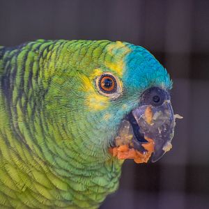 Blue-fronted Amazon Parrot
