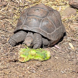 Aldabra Giant Tortoise eating cactus
