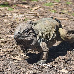 Rhinoceros Iguana