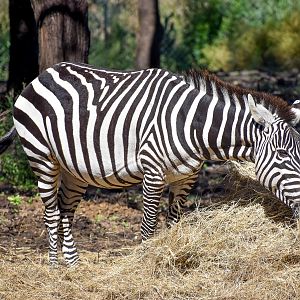 Plains Zebra