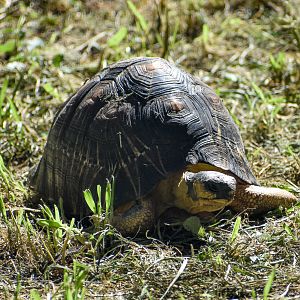 Radiated Tortoise