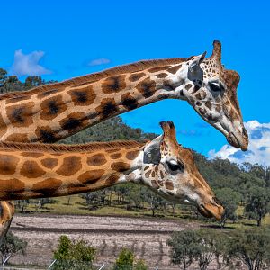 Giraffes