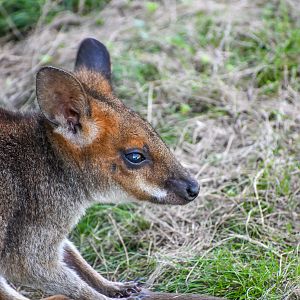 Red-legged Pademelon