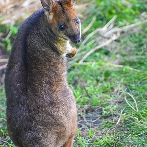 Red-legged Pademelon