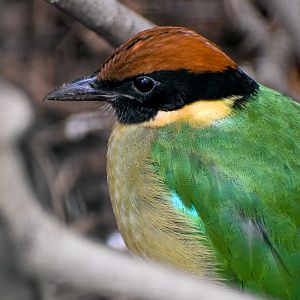 Noisy Pitta
