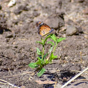 Lesser Wanderer (Danaus petilia)
