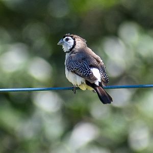 Double-barred Finch