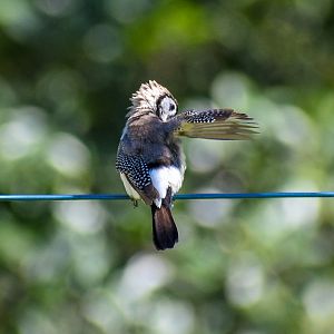 Double-barred Finch preening