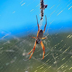 Australian Golden Orbweaver (Trichonephila edulis)