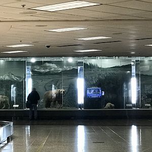 Traveller viewing the natural history display.