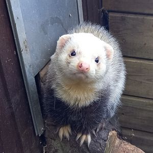 Ferret