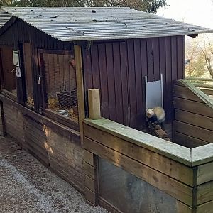 Ferret-enclosure