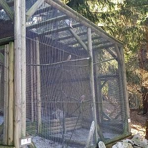 Falcon-aviaries