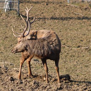 Red deer