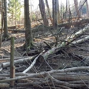 European wild boar enclosure