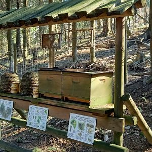 Honey bee info and hives