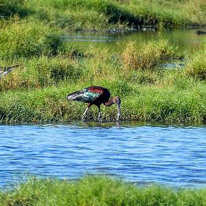 Glossy Ibis