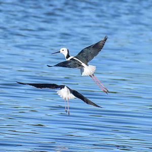 Pied Stilts