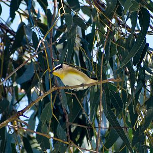 Striated Pardalote