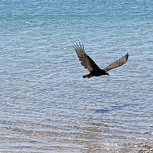 Turkey vulture (Cathartes aura)