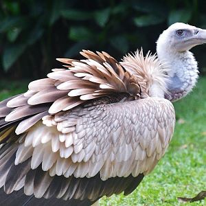 Himalayan Griffon Vulture (Gyps himalayensis)