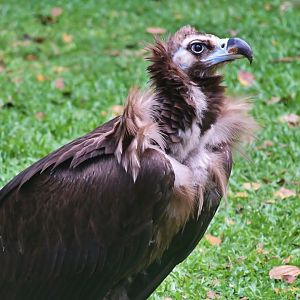 Cinereous Vulture (Aegypius monachus)