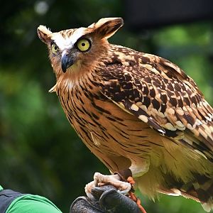 Buffy Fish Owl (Ketupa ketupu)