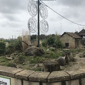 Cape porcupine and dwarf mongoose enclosure