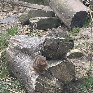 Dwarf mongoose