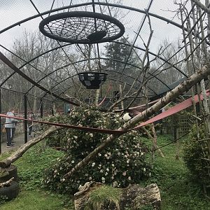 Black and white ruffed lemur enclosure