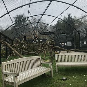 Ring tailed lemur enclosure