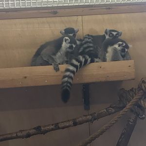 Ring tailed lemurs