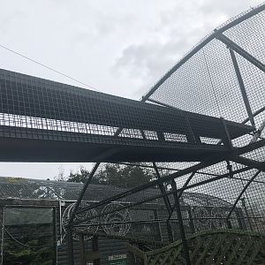 Lemur overhead tunnels