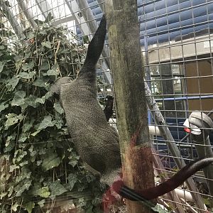 De brazza’s guneon