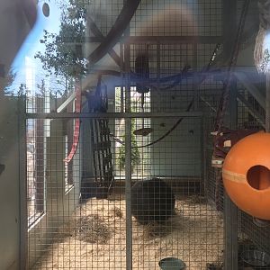 De brazza’s guneon indoor enclosure