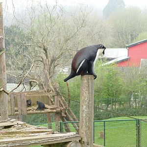 Monkey Heights, April 2022