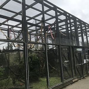 De brazza’s guneon enclosure