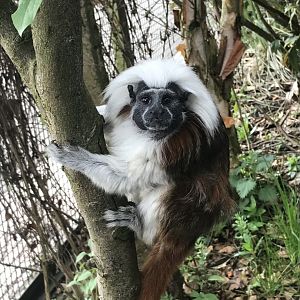 Cotton topped tamarin
