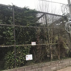 Cotton topped tamarin enclosure