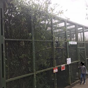Brown lemur enclosure